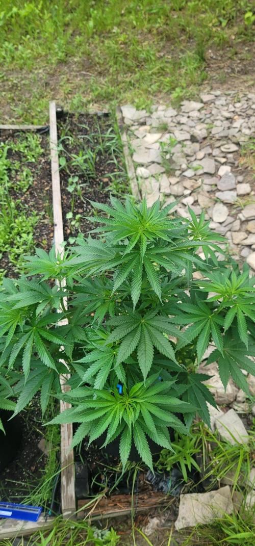 Mimosa OP. Week 7