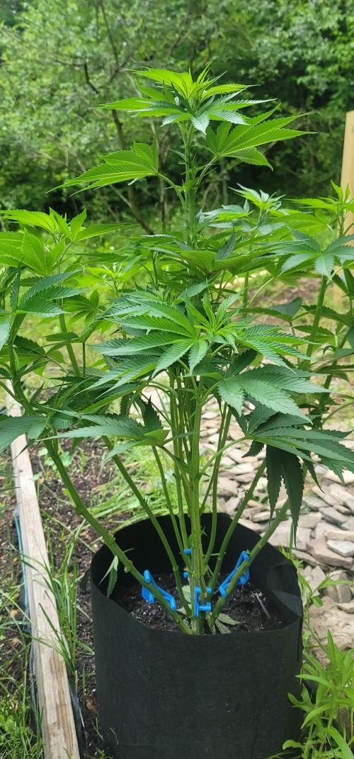Mimosa OP. Week 7