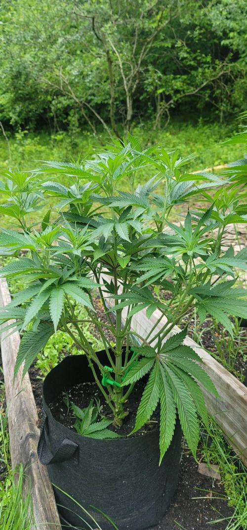 Ckn N Waffles. Week 7