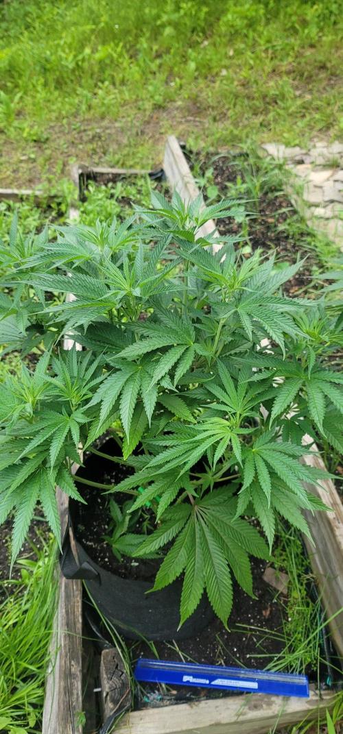 Ckn N Waffles. Week 7