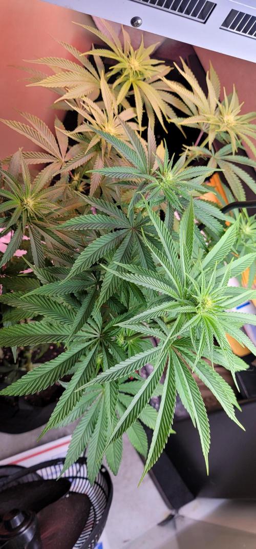 Blue dream 💭. Week 6