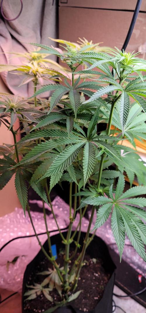 Blue dream 💭. Week 6