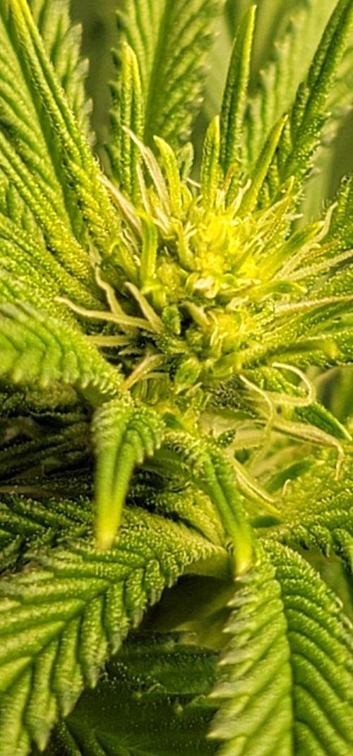Blue dream 💭. Week 6