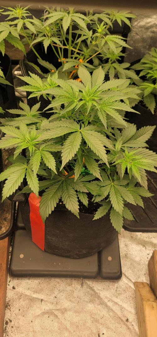 Guava Sundae 🍨 🍈. Week 2