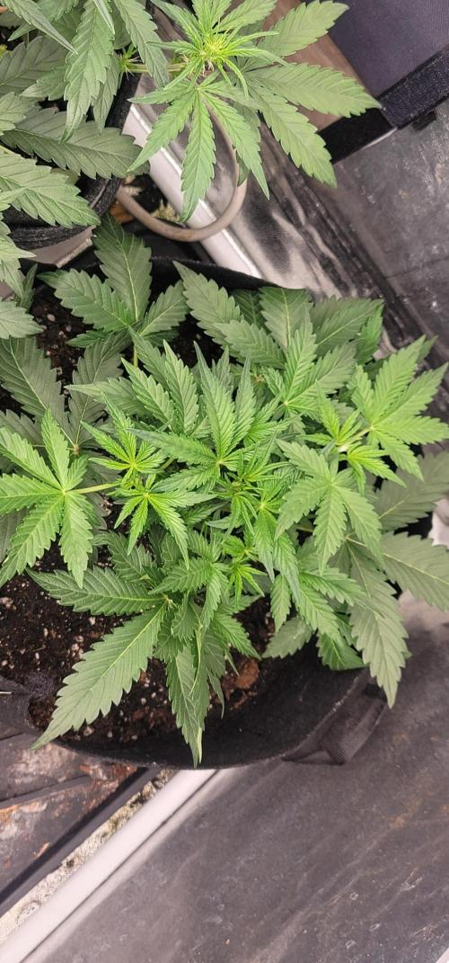 Sundae 🍨 Frost ❄️. Week 2