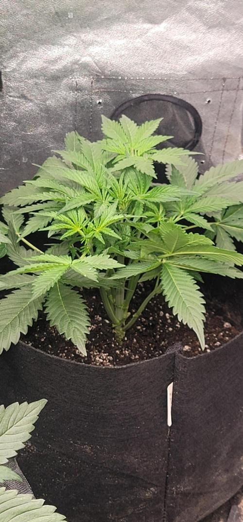 Sundae 🍨 Frost ❄️. Week 2
