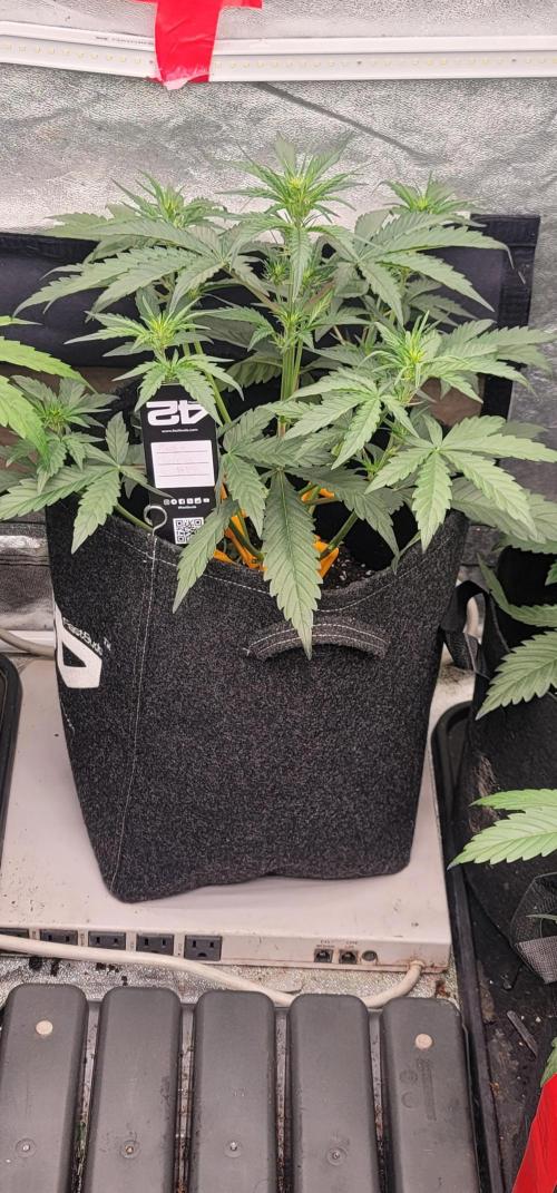 Mango Cherry Runtz 🍒. Week 2