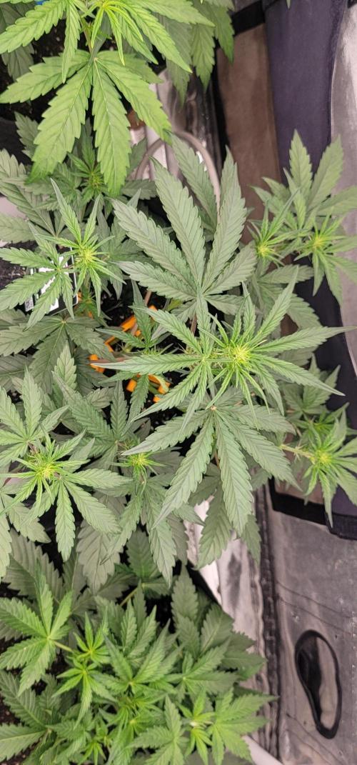 Mango Cherry Runtz 🍒. Week 2