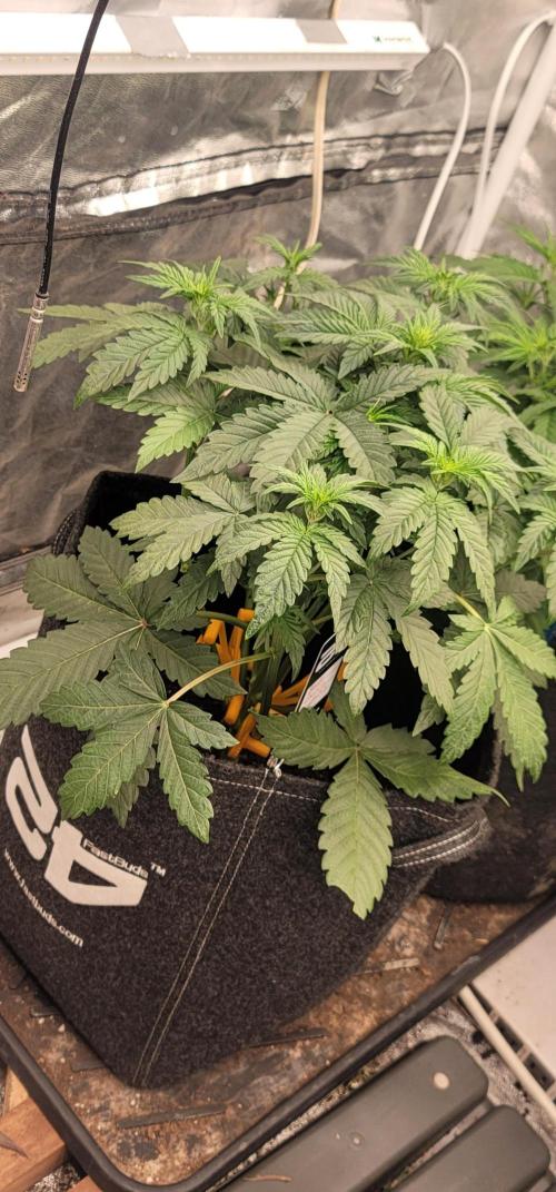Mendo Cherry Cookies 🍪 🍒. Week 2