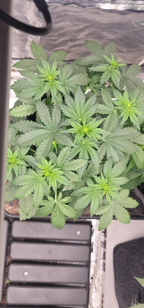 Mendo Cherry Cookies 🍪 🍒. Week 2