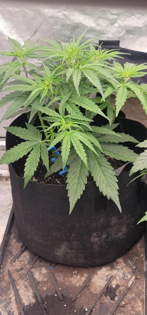 Banana Cherry Cookies 🍪 🍒 🍌. Week 2