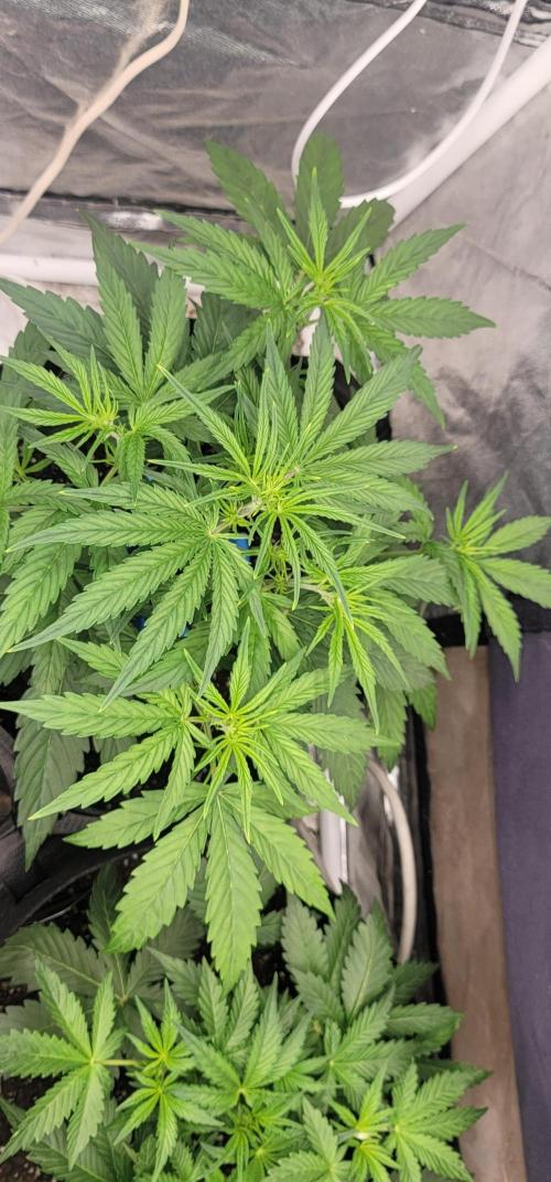 Banana Cherry Cookies 🍪 🍒 🍌. Week 2