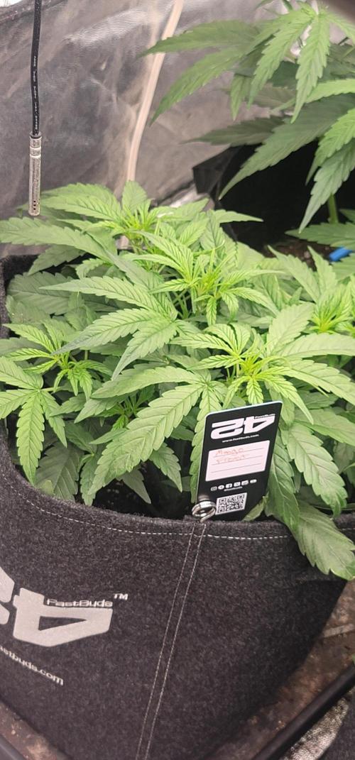 Mango Frost ❄️. Week 2