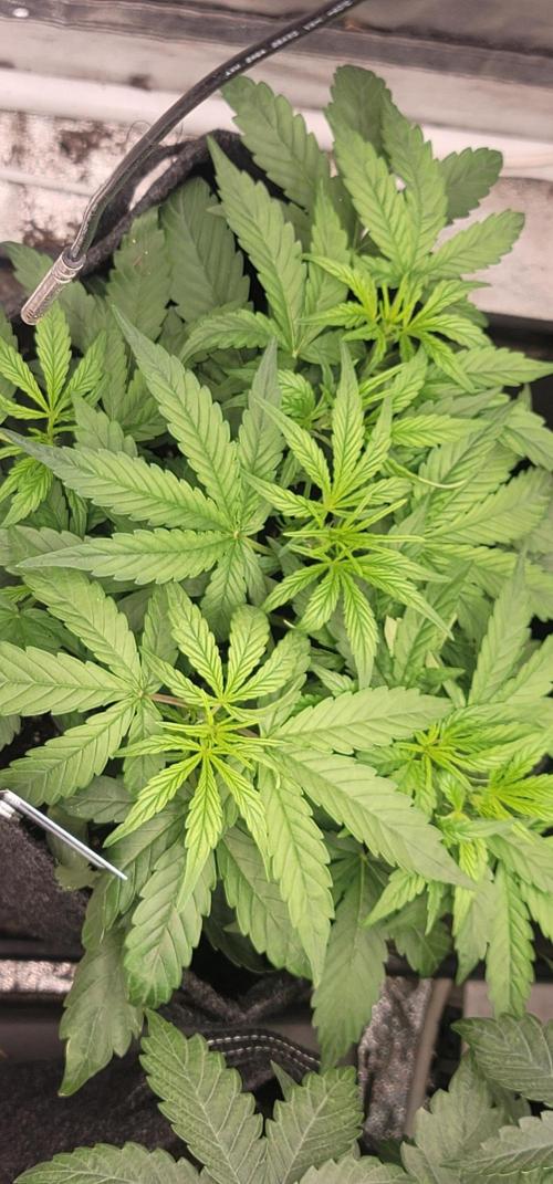 Mango Frost ❄️. Week 2