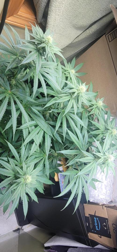 Blue dream 💭. Week 7