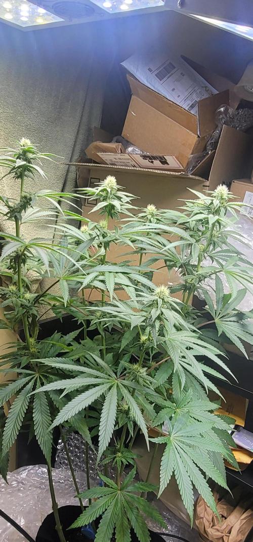 Blue dream 💭. Week 7