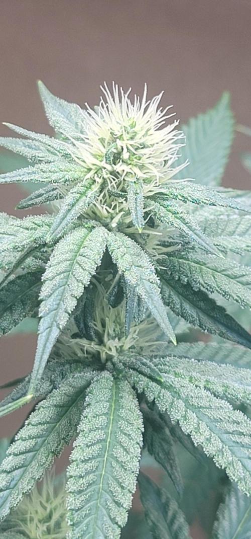 Blue dream 💭. Week 7