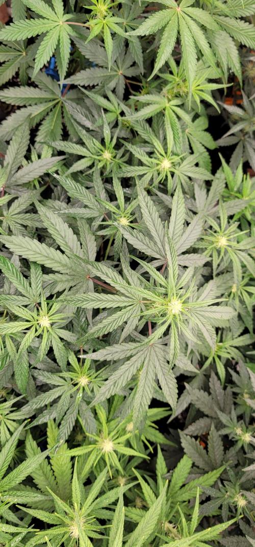 Mango Frost ❄️. Week 3
