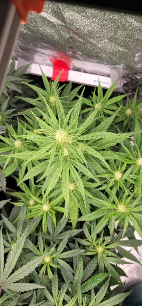 Banana Cherry Cookies 🍪 🍒 🍌. Week 3
