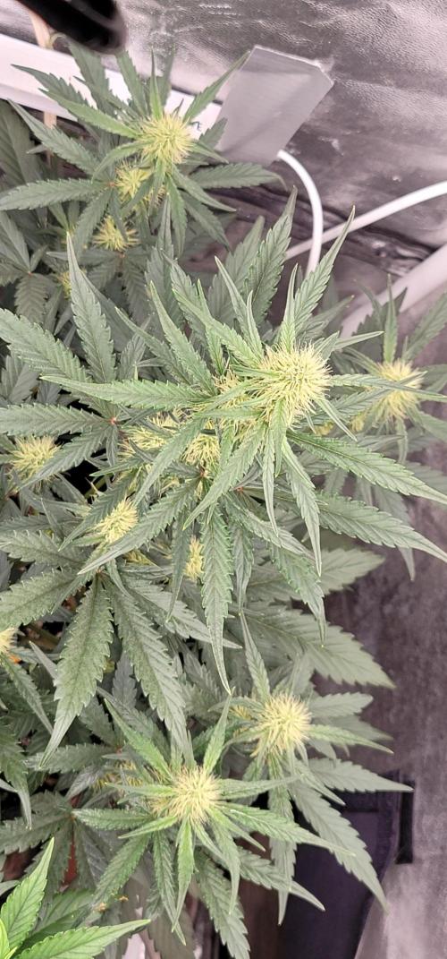 Mango Cherry Runtz 🍒. Week 3