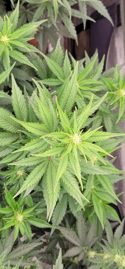 Guava Sundae 🍨 🍈. Week 3