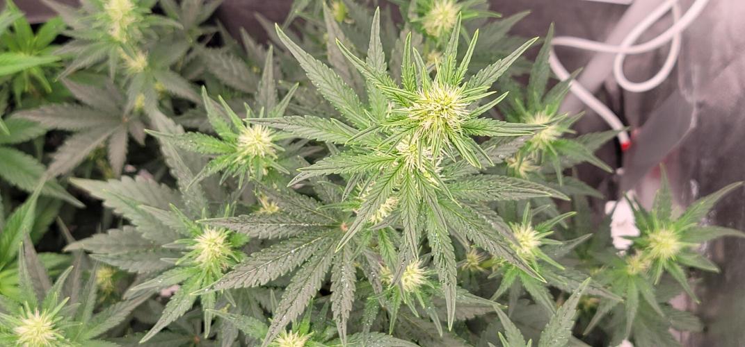 Mendo Cherry Cookies 🍪 🍒. Week 3