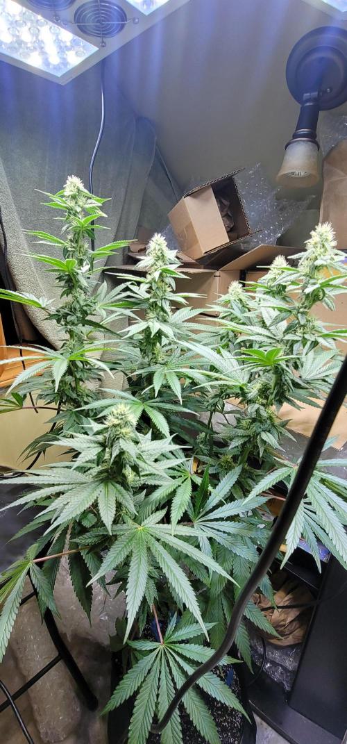 Blue dream 💭. Week 8