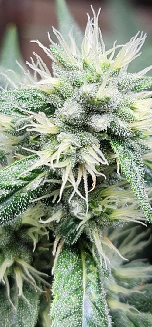 Blue dream 💭. Week 8