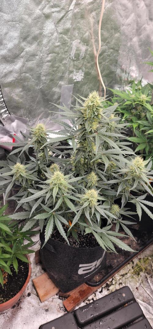 Mango Cherry Runtz 🍒. Week 4