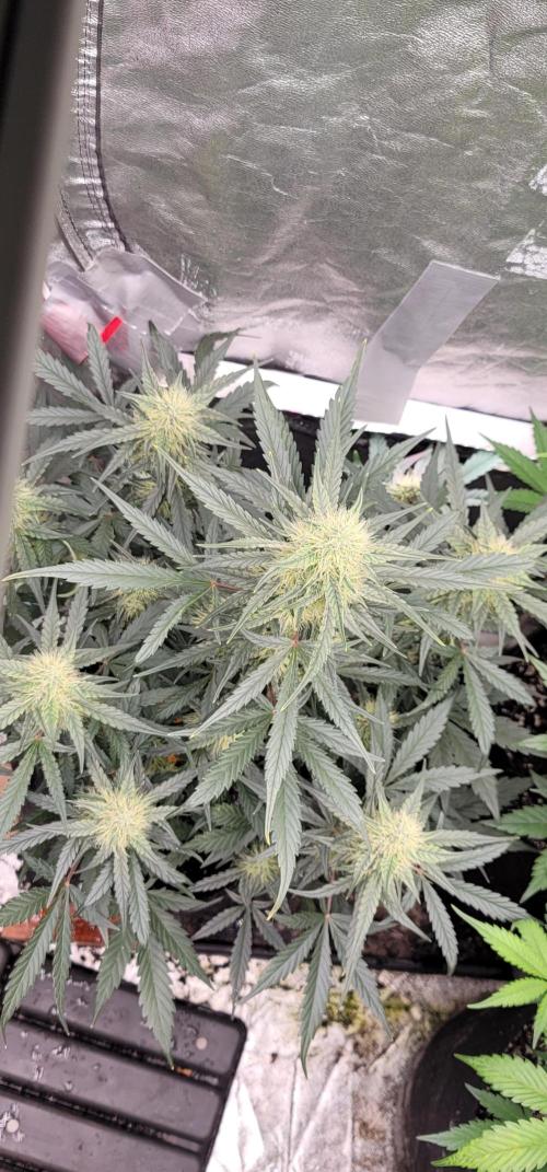 Mango Cherry Runtz 🍒. Week 4