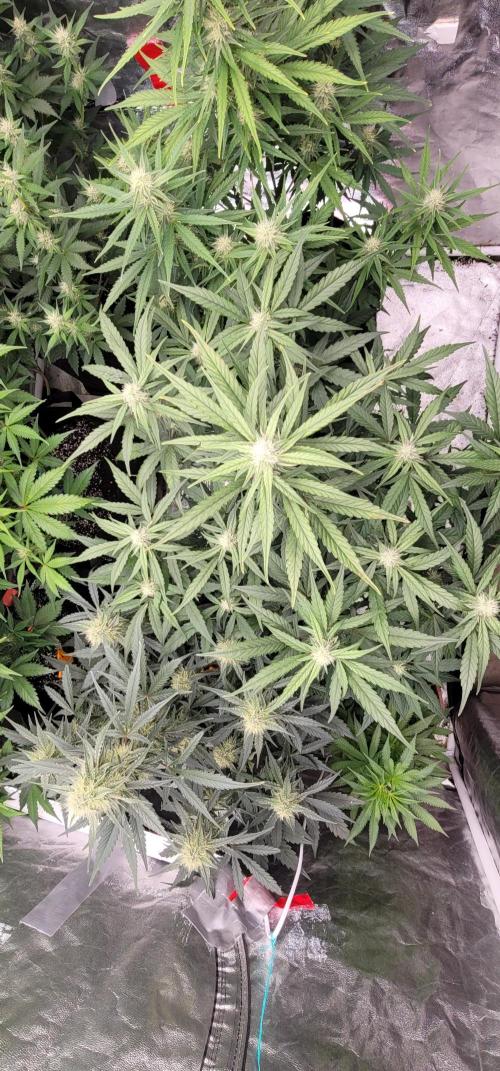 Mango Frost ❄️. Week 4