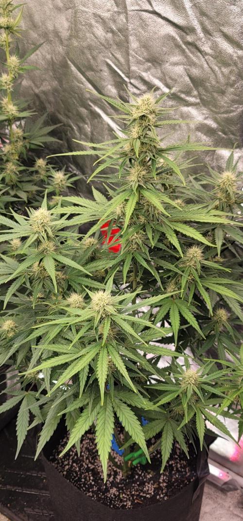 Banana Cherry Cookies 🍪 🍒 🍌. Week 4