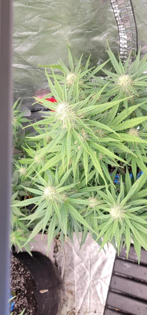 Banana Cherry Cookies 🍪 🍒 🍌. Week 4