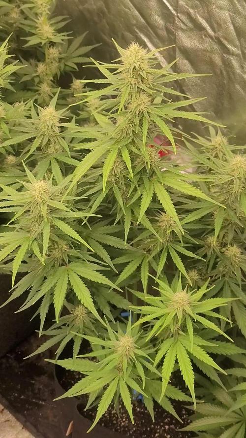Banana Cherry Cookies 🍪 🍒 🍌