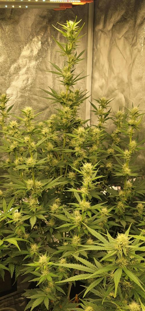 Mendo Cherry Cookies 🍪 🍒. Week 4
