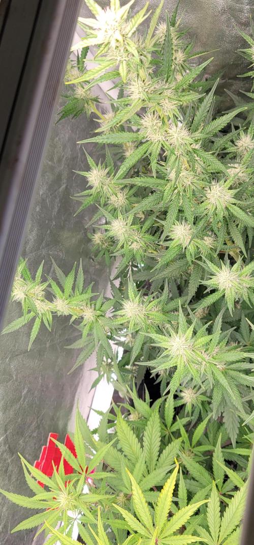 Mendo Cherry Cookies 🍪 🍒. Week 4