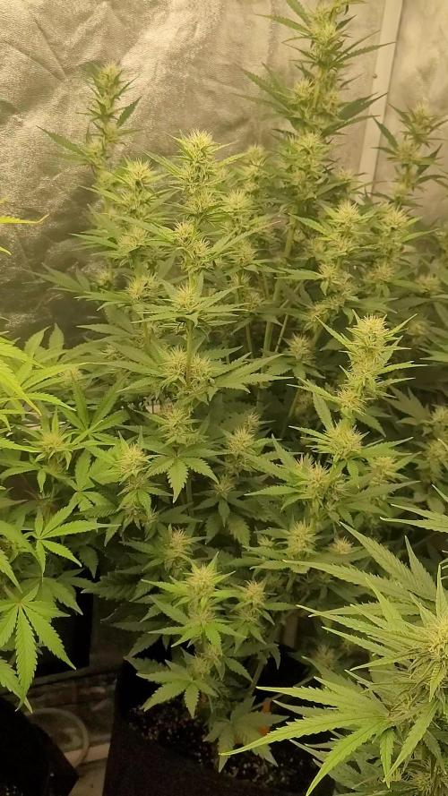 Mendo Cherry Cookies 🍪 🍒