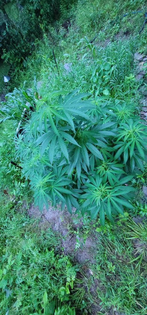 Mimosa OP. Week 10