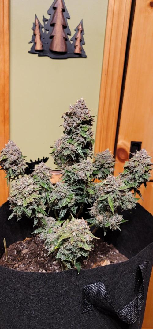 Chic-lit 🧞‍♀️. Week 9