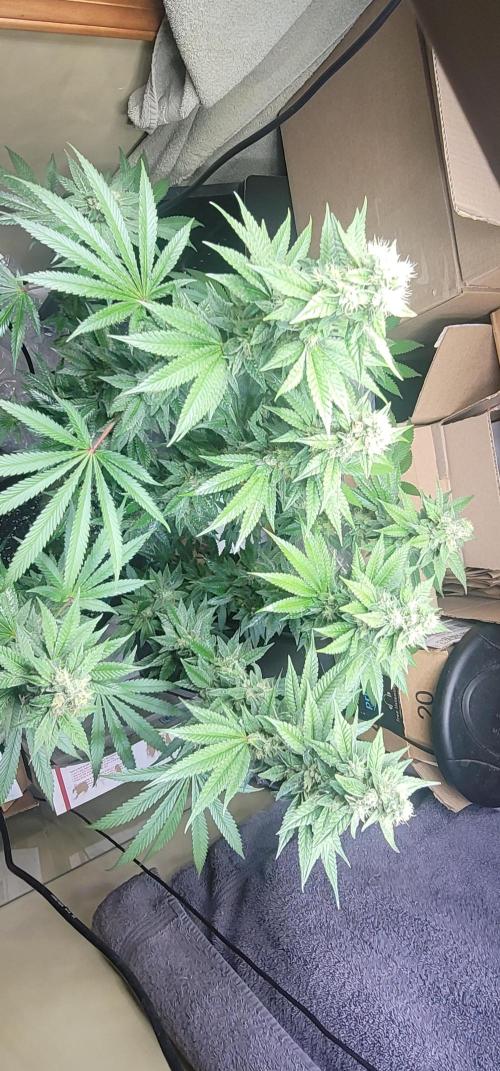 Blue dream 💭. Week 9