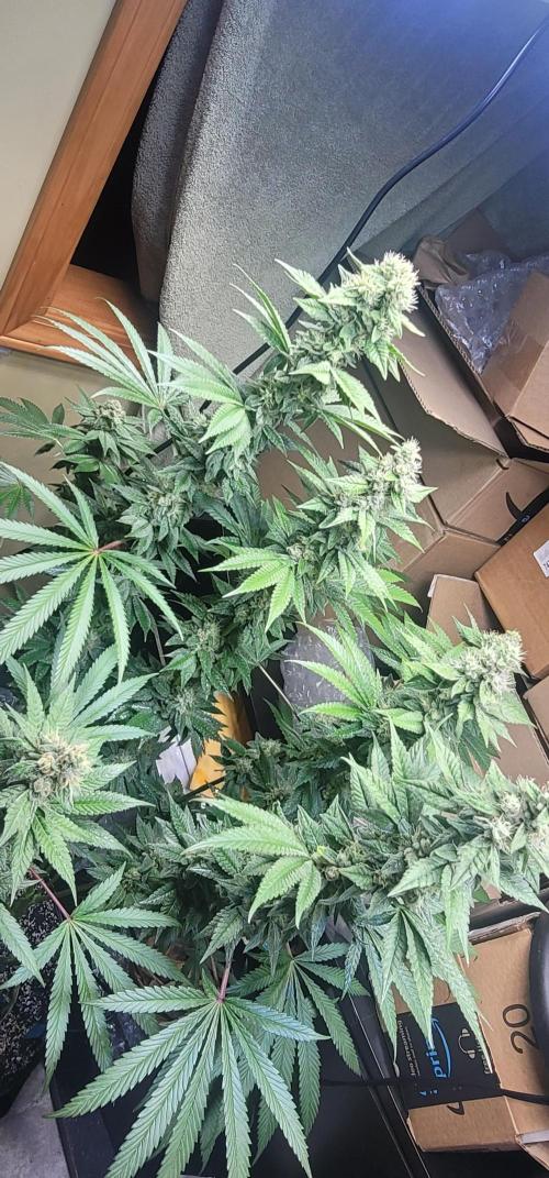 Blue dream 💭. Week 9
