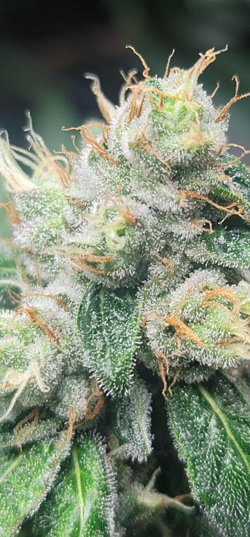 Blue dream 💭. Week 9