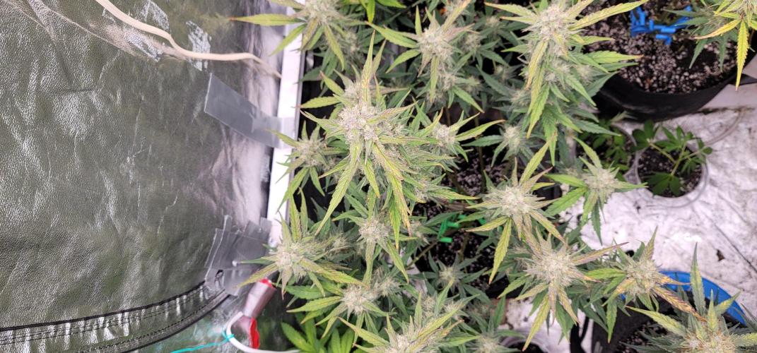 Mango Frost Auto. Week 5