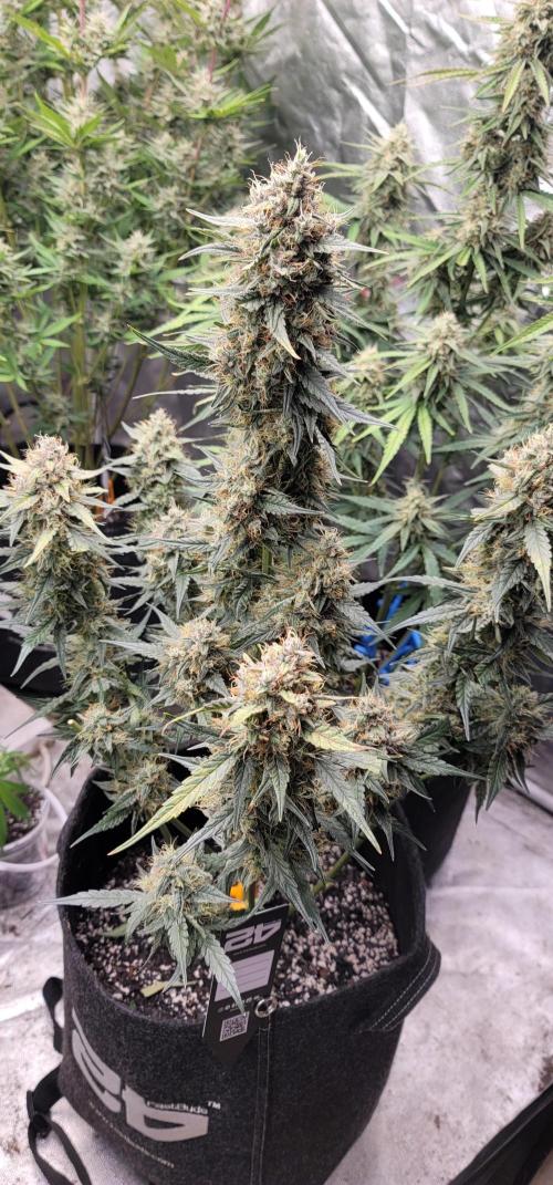 Mango Cherry Runtz 🍒. Week 5