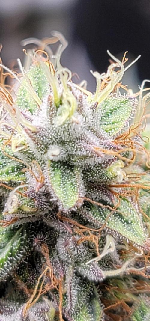 Mango Cherry Runtz 🍒. Week 5