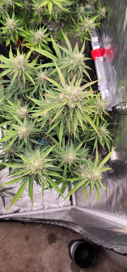 Banana Cherry Cookies 🍪 🍒 🍌. Week 5