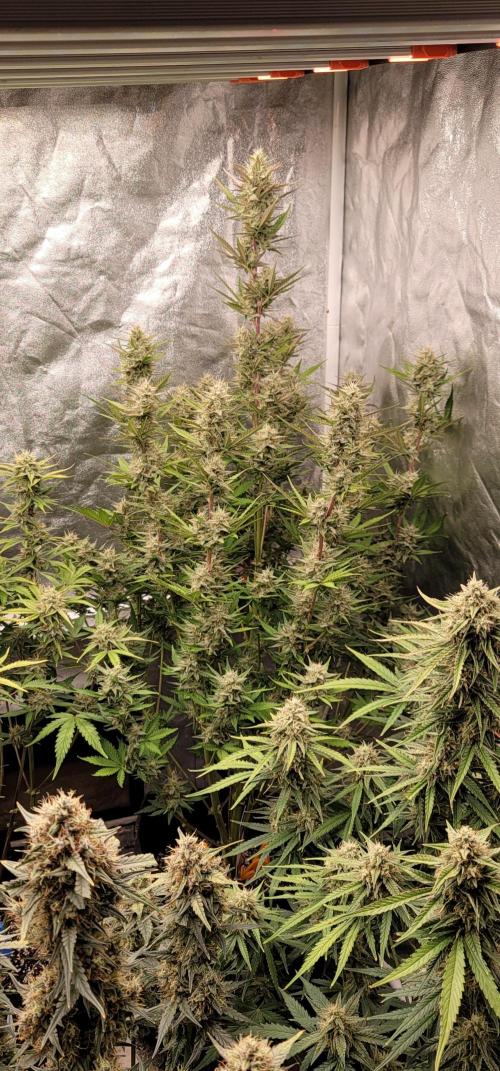 Mendo Cherry Cookies 🍪 🍒. Week 5