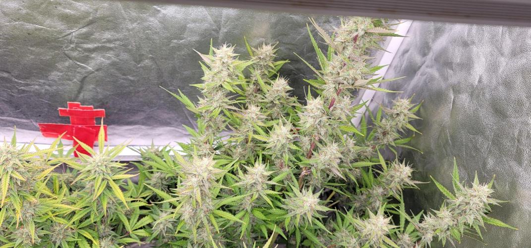Mendo Cherry Cookies 🍪 🍒. Week 5