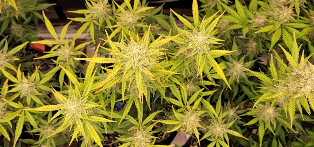 Sundae 🍨 Frost ❄️. Week 5