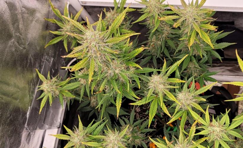 Guava Sundae 🍨 🍈. Week 5